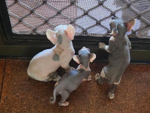 Gattini Sphynx selezionati - media 3